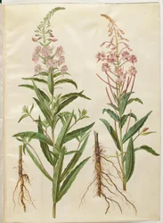 Chamerion angustifolium (smalbladet gederams)