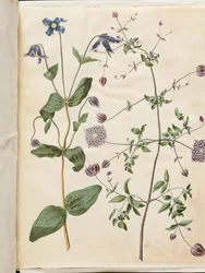 Clematis integrifolia (modrý vytrvalý plamének); Clematis viticella (italská liána)