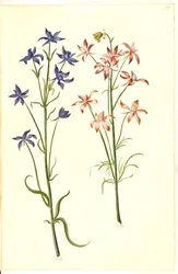 Consolida Regalis (Korn-Riedersfoor)