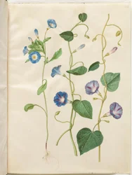 Convolvulus tricolor (dívčí sukně); Ipomoea purpurea (magnólie nachová)