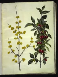 Cornus mas (dřín třešňový)