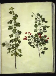 Crataegus laevigata (hloh obecný)