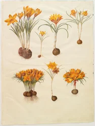 Crocus angustifolius (balkánský krokus)