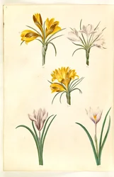Crocus úzkolistý (balkánský krokus); Crocus versicolor (alpe-crocus); Jarní krokus (?) (vår-krokus)
