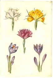 jarní krokus (vår-krokus); Crocus úzkolistý (balkánský krokus); Bulbocodium vernum (?) (vår-lysblomst)