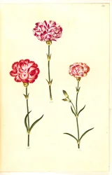 Dianthus caryophyllus (zahradní karafiát)