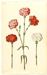 Dianthus caryophyllus (zahradní karafiát)
