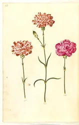 Dianthus caryophyllus (zahradní karafiát)