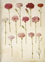 Dianthus caryophyllus (zahradní karafiát)