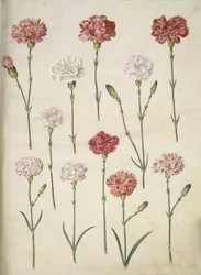 Dianthus caryophyllus (zahradní karafiát)
