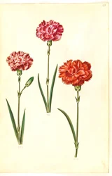 Dianthus caryophyllus (zahradní karafiát)
