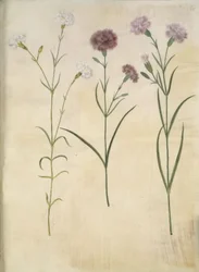 Dianthus plumarius (hvozdík peří)