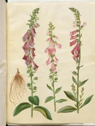 Digitalis purpurea (digitalista obyčejný)