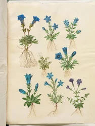 Gentiana acaulis (hořec bez stonku); Gentiana verna (hořec jarní); Gentiana acaulis (hořec bez stonku); Gentiana (druh hořce)