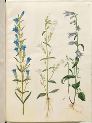 Gentiana pneumonanthe (hořec zvonkový); Campanula patula (luční zvon); Campanula rapunculoides (jednostranný zvonek)