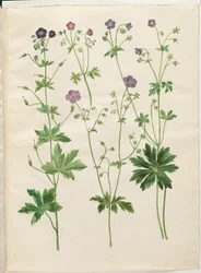 Geranium phaeum (čápí zobák vlnokorunovaný); Geranium sylvaticum (čapí zobák dřevěný)