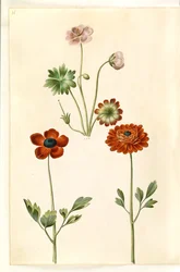 Geranium sanguineum striatum (storkenæb); Ranunculus asiatica (have-ranunkel)