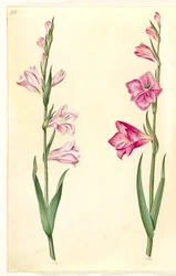 Gladiolus communis (mečík obecný)