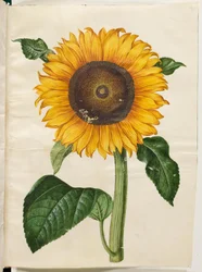 Helianthus annuus (slunečnice obecná)