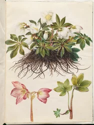 Helleborus niger (obyčejná vánoční růže)