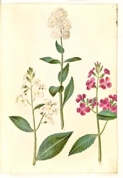 Hesperis matronalis (společná večernice)