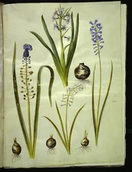 orientální hyacint (almindelig hyacint); Muscari comosum (dukhyacint); Brimeura amethystina (pyrenejská modrá)