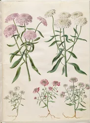 Iberis umbellata (květina zástěna); Iberis amara (hořký luk)
