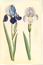 Iris ×germanica nebo Iris ×sambucina (?) (zahradní kosatec nebo policový kosatec); Iris × germanica (zahradní kosatec)