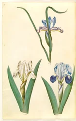 Iris graminea (kosatec travní); Iris lutescens nebo Iris pumila (?) (trpasličí duhovka nebo nízká duhovka)