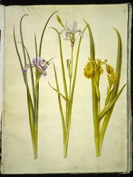 Iris tráva (græsbladet iris); sibiřský kosatec (sibiřský kosatec); Iris pseudacorus (gul iris)
