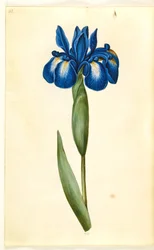 Iris latifolia (anglicky iris)