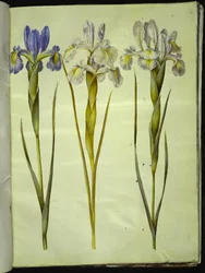 Iris latifolia (anglicky iris)