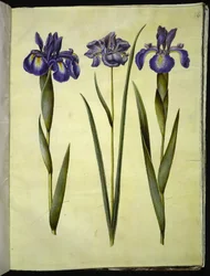 Iris latifolia (anglicky iris); Iris sibirica (sibiřský kosatec)