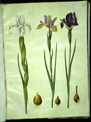 Iris latifolia (anglicky kosatec); Iris xiphium (španělský kosatec)