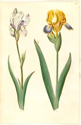 Světlá duhovka (bleg iris); kosatec pestrý (brogetův kosatec)