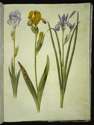 Světlá duhovka (bleg iris); Kosatec pestrý (brogetův kosatec); Kosatec sibiřský