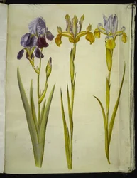 Iris ×sambucina (policová duhovka); Iris latifolia (anglicky iris)