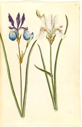 Iris sibirica (sibiřský kosatec)