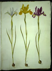 Iris xiphium (španělský kosatec)