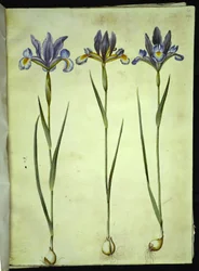 Iris xiphium (španělský kosatec)