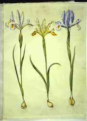 Iris xiphium (španělský iris) nebo Iris latifolia (anglický iris); Iris xiphium (španělský kosatec)