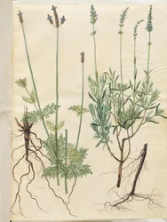 Lavandula multifida (levandule klasnatá); Lavandula angustifolia (pravá levandule)