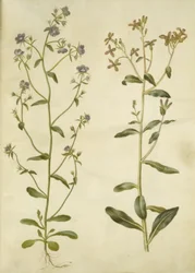 Legousia Venuše-zrcadlo (ægte venuspejl); smutná hesperis (natviol)