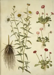 Leucanthemum vulgare (bílé volské oko); Bellis perennis (sedmikráska obecná)