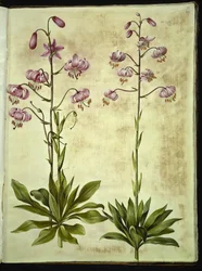 Lilium martagon (věnec lilie)