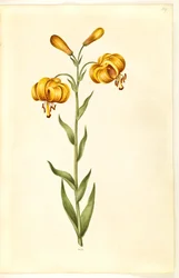 Lilium pyrenaicum (lilie pyrenejská)