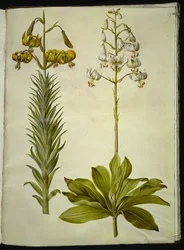 Lilium pyrenaicum (lilie pyrenejská); Lilium martagon (věnec lilie)