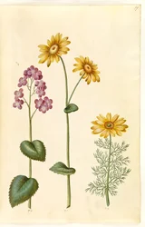 Lunární letničky (judaspenge); Doronicum pardalianches (hjertebladet gemserod); Vernal Adonis (vår-adonis)