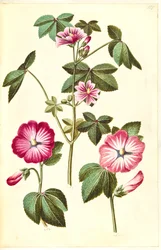Malva sylvestris (běžný kočičí sýr); Lavatera trimestris (červ mameluk)