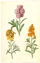 Matthiola incana (zimní kovboj); Erysimum cheiri (zlatý)
